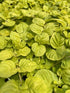 Lysimachia nummularia Aurea Creeping Jenny Image Credit: Millgrove Perennials