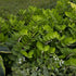 Polygonatum odoratum Ruby Slippers Solomon's Seal image credit: Walters Gardens