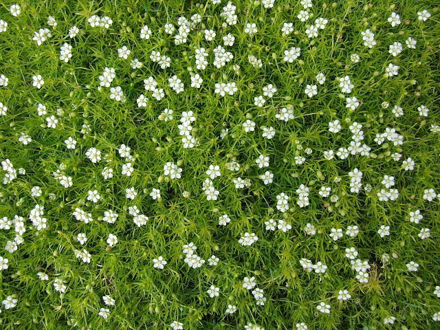 Sagina verna Irish Moss Irish Moss Image Credit: Jerzy Opioła, CC BY-SA 4.0 <https://creativecommons.org/licenses/by-sa/4.0>, via Wikimedia Commons