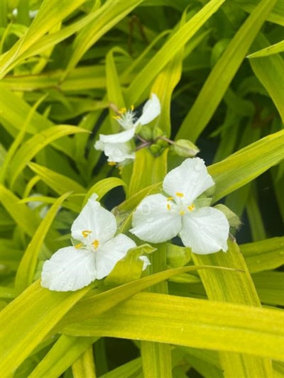 Tradescantia hybrid Angelic Charm Spiderwort Image Credit: Millgrove Perennials