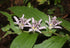 Tricyrtis hirta Japanese Toad Lily Image Credit: Alpsdake, CC BY-SA 4.0 <https://creativecommons.org/licenses/by-sa/4.0>, via Wikimedia Commons