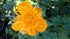 Trollius chinensis Golden Queen Globe Flower Image Credit: Millgrove Perennials