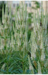 Veronicastrum sibiricum Culvers Root image credit Northcreek Nurseries