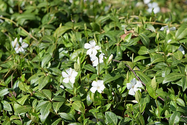 Vinca minor Alba Periwinkle Image Credit:Krzysztof Ziarnek, Kenraiz, CC BY-SA 4.0 <https://creativecommons.org/licenses/by-sa/4.0>, via Wikimedia Commons Vinca minor Alba Periwinkle Image Credit:Krzysztof Ziarnek, Kenraiz, CC BY-SA 4.0 <https://creativecommons.org/licenses/by-sa/4.0>, via Wikimedia Commons