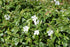 Vinca minor Alba Periwinkle Image Credit:Krzysztof Ziarnek, Kenraiz, CC BY-SA 4.0 <https://creativecommons.org/licenses/by-sa/4.0>, via Wikimedia Commons