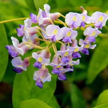 Wisteria macrostachya Blue Moon American Wisteria image credit Wisteria macrostachya 'Blue Moon' - American Wisteria - Photo courtesy of Van Belle Nursery Inc.