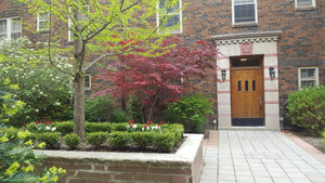 Alternatives to Boxwood