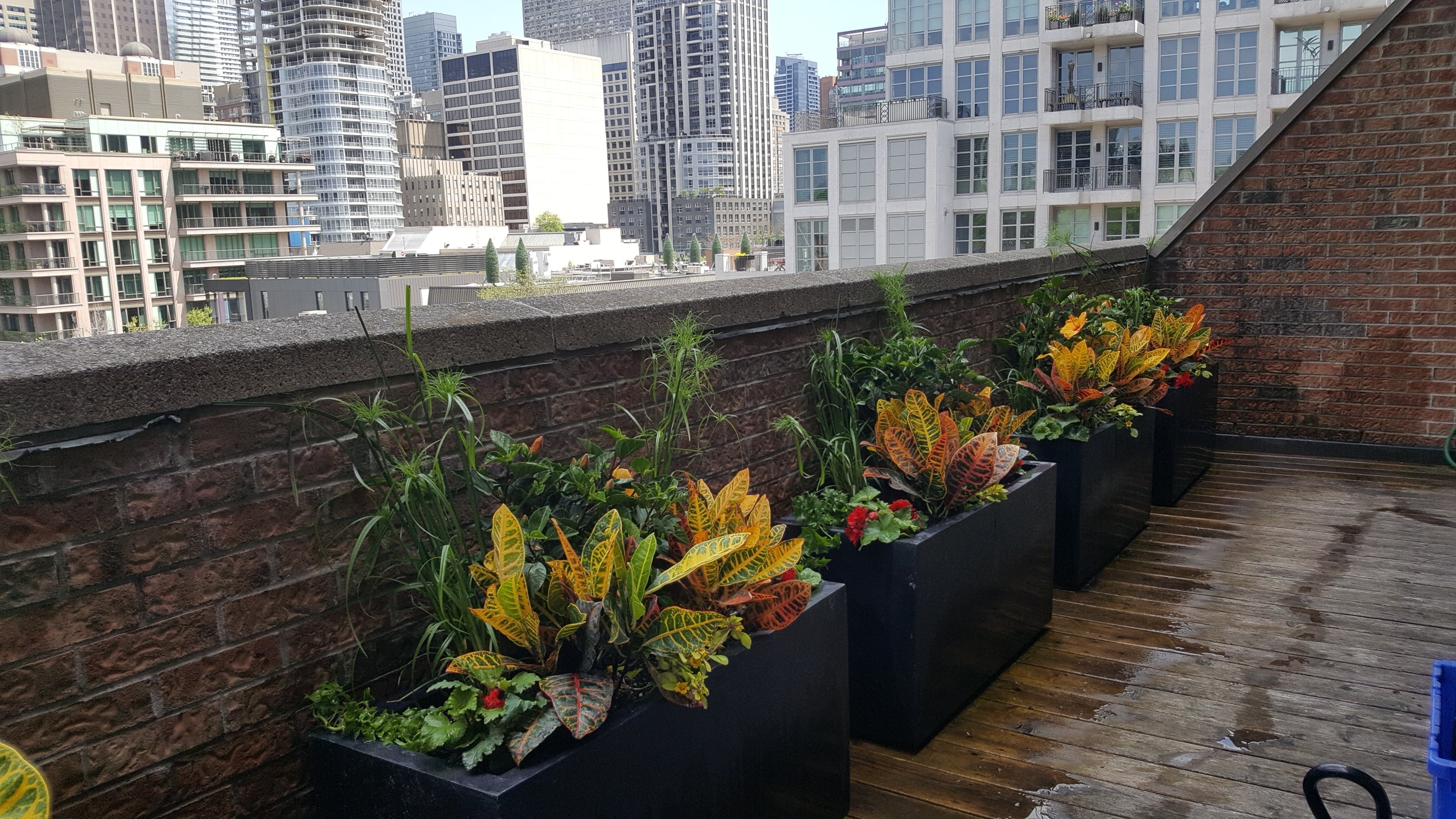 Choosing plants for your container garden