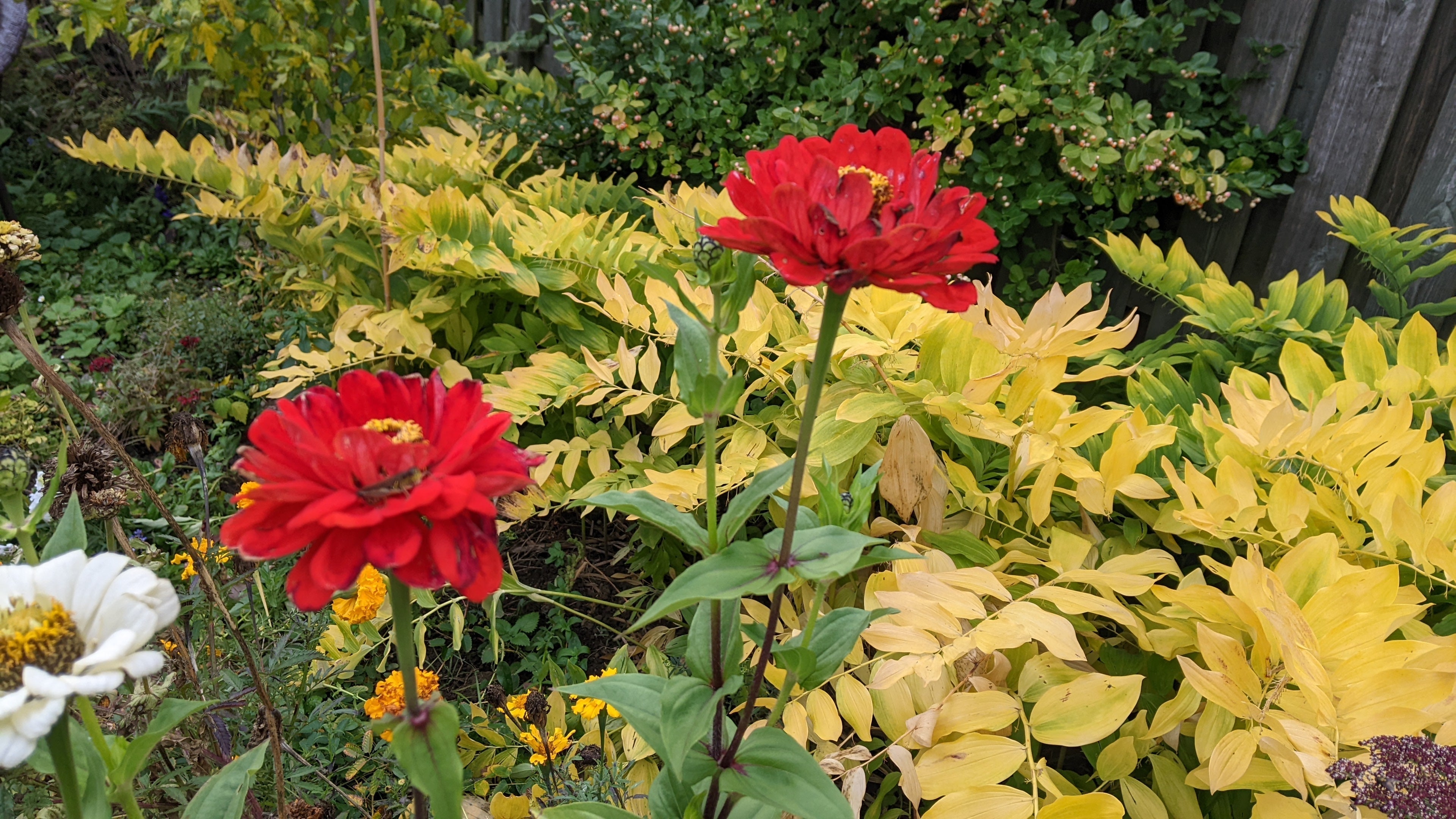 Should I Plant in the Fall?