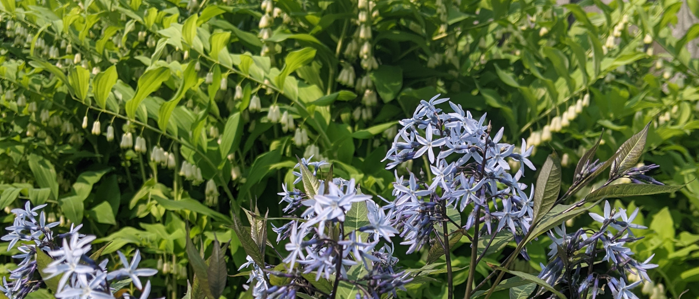 Amsonia and Polygonatum Image Credit: Chaz Morenz 2023 05