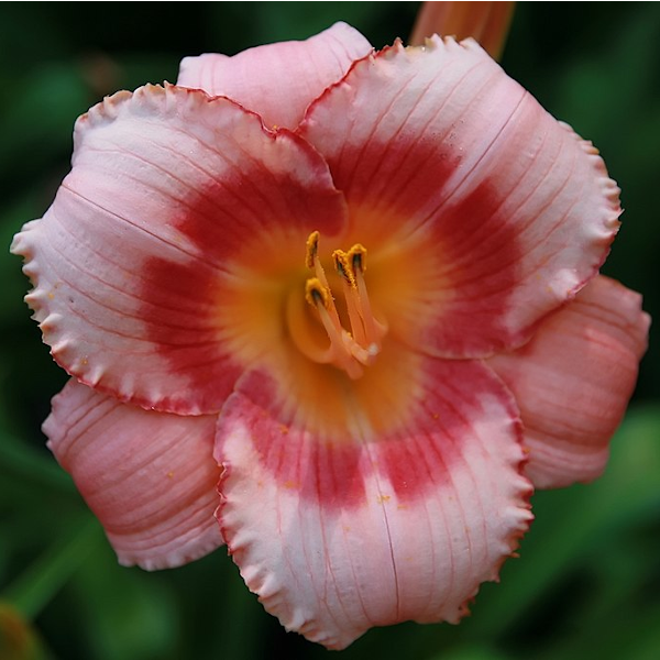 Hemerocallis Strawberry Candy By Rob Duval - Own work, CC BY-SA 3.0, https://commons.wikimedia.org/w/index.php?curid=29935478