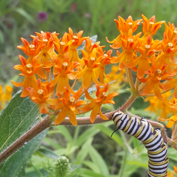 Asclepias tuberosa with Monarch Butterfly Caterpiller Photo Credit Chaz Morenz