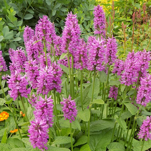 Perennial of the Year Winners