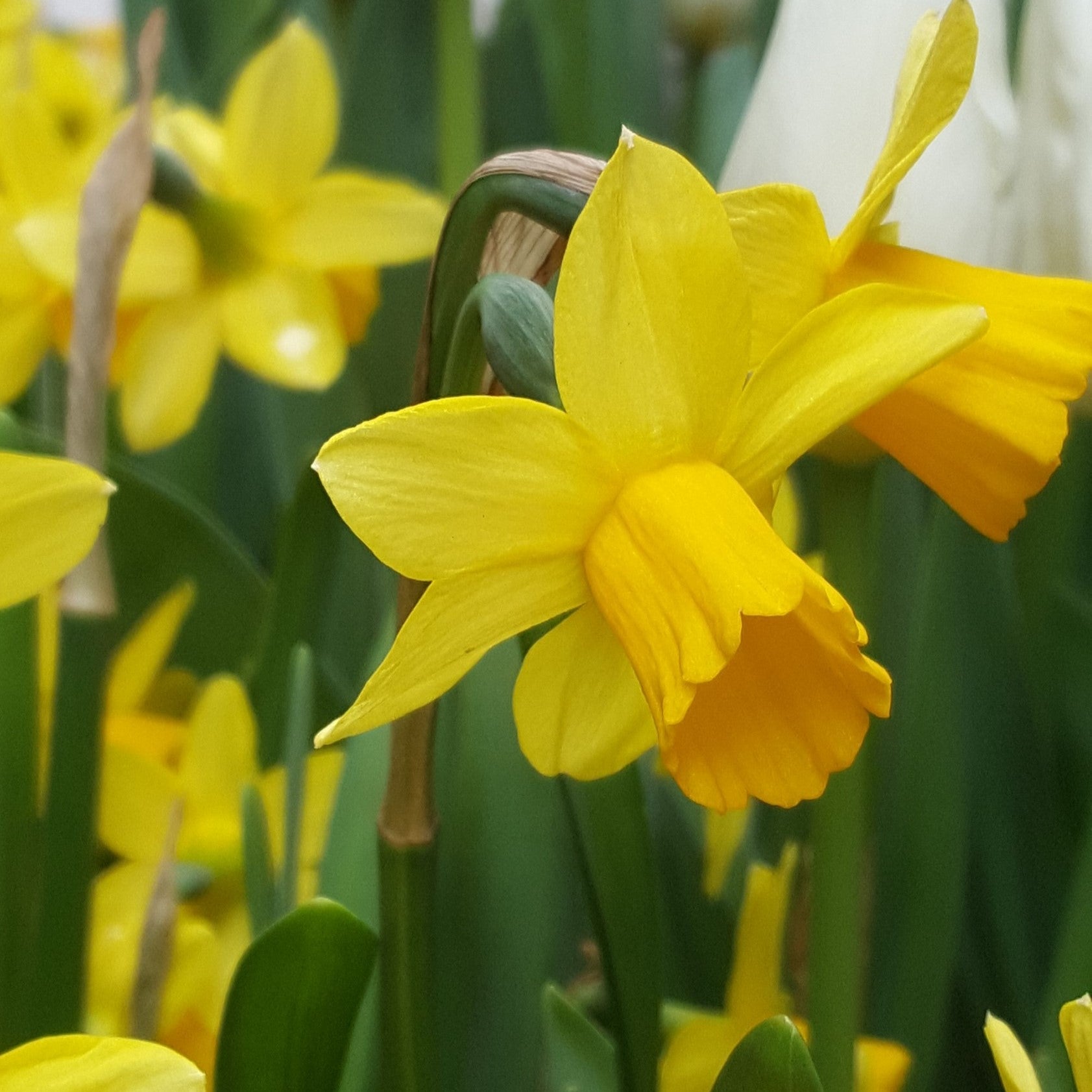 Mini Daffodil Image Credit: Chaz Morenz