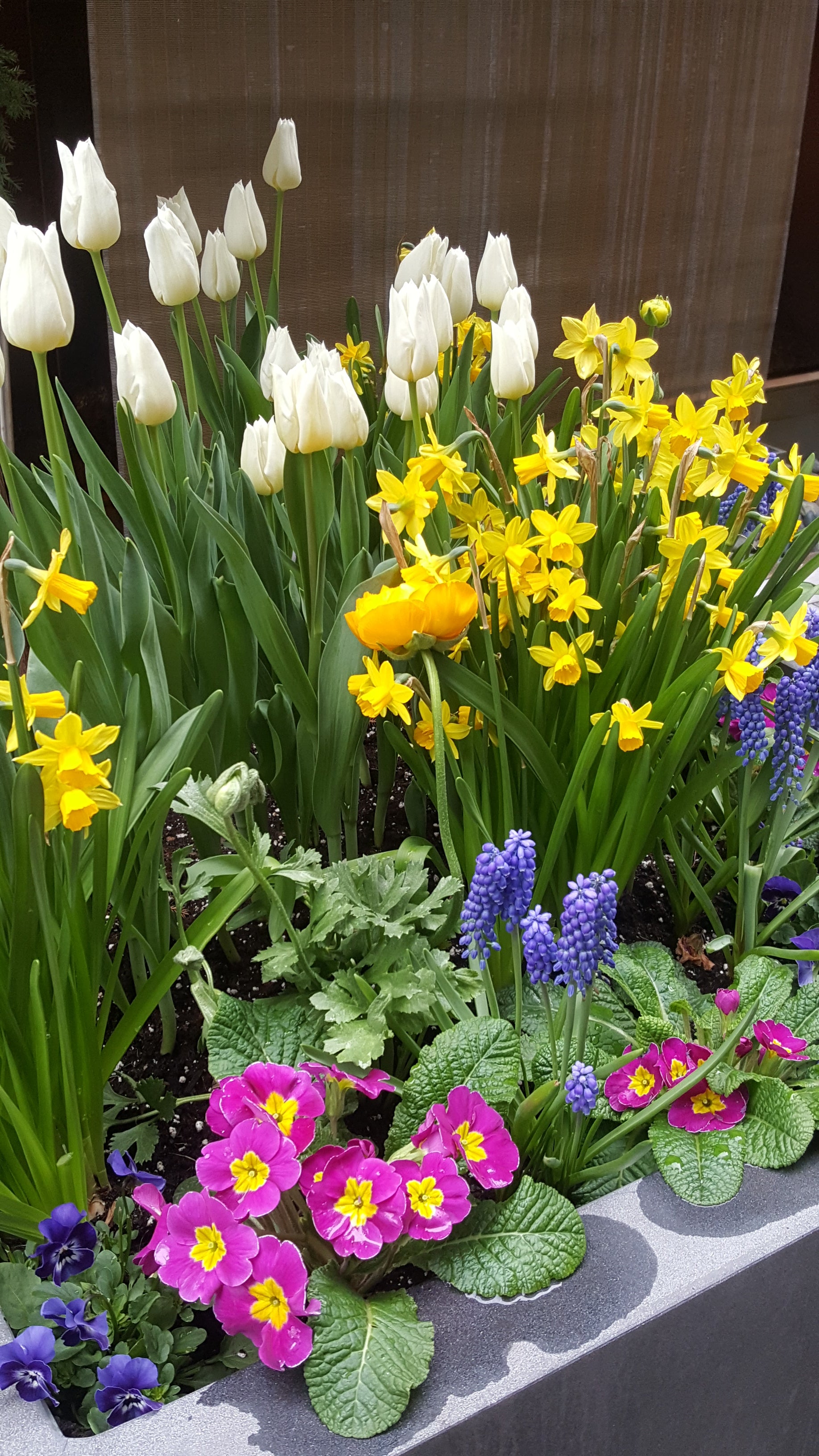 Primary Colours Spring Planter Image Credit: Chaz Morenz