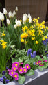 Primary Colours Spring Planter Image Credit: Chaz Morenz
