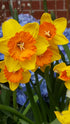 Orange Daffodils Image Credit: Chaz Morenz