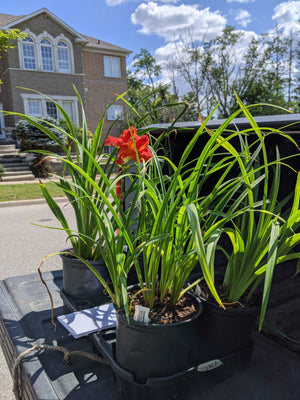  Daylilies 