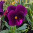 Purple Pansy Image Credit: Chaz Morenz