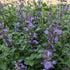 Nepeta faassenii Purrsian Blue Catmint Image Credit:  Chaz Morenz 20240612