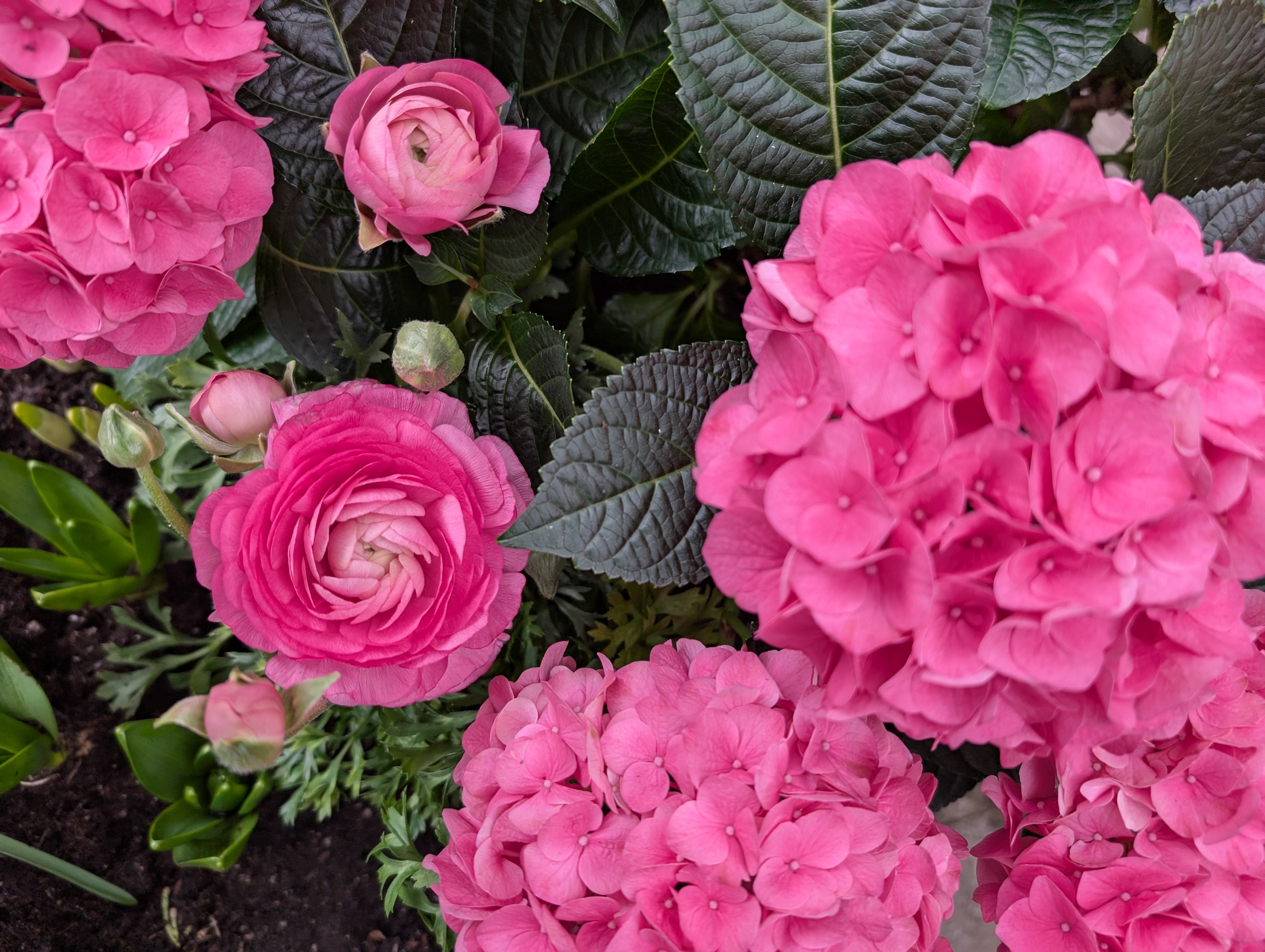 That's Really Pink! Image Credit: Chaz Morenz 20250414