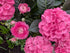 That's Really Pink! Image Credit: Chaz Morenz 20250414