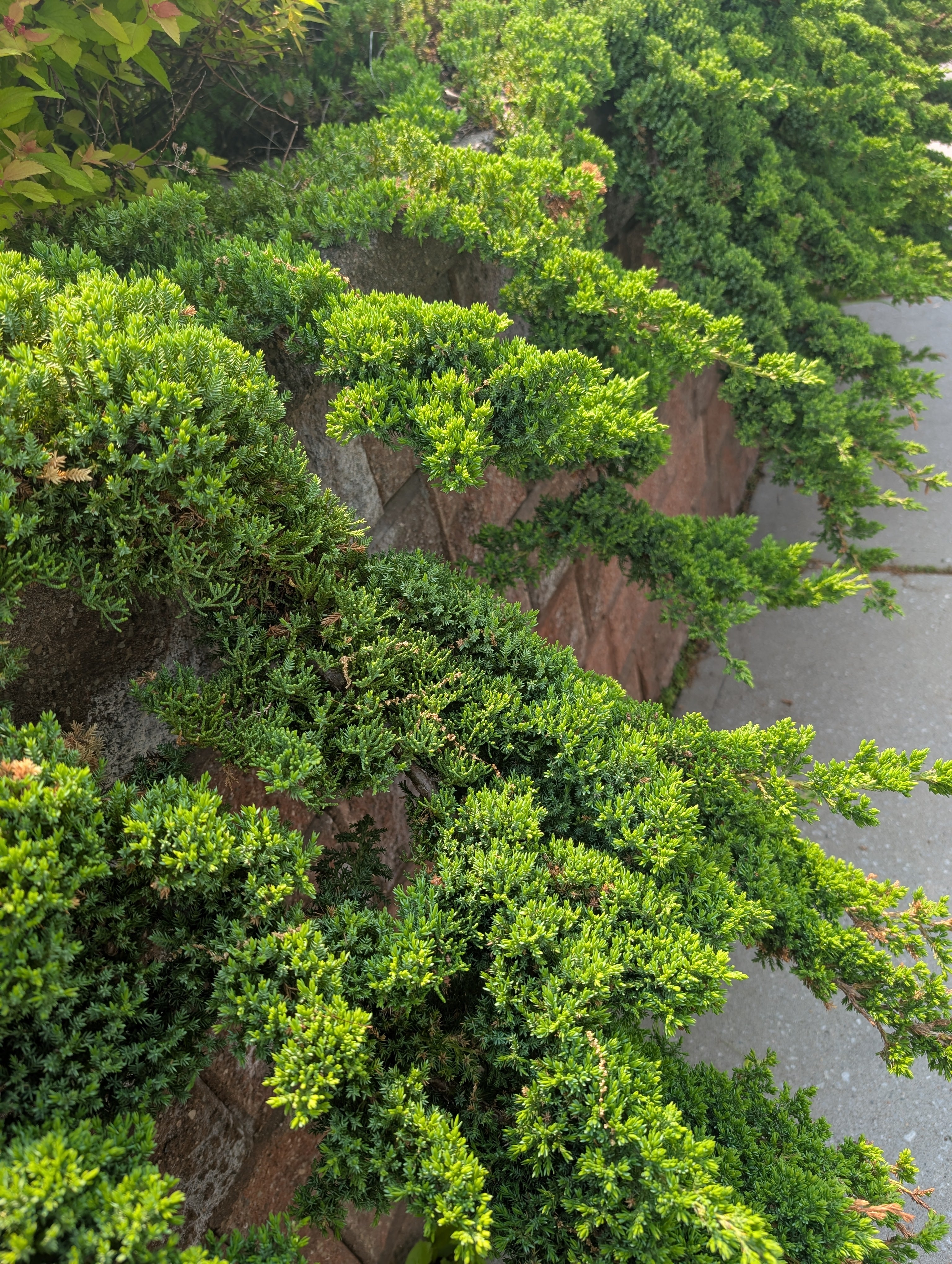 Juniperus procumbens Nana hanging over a wall Image Credit: Chaz Morenz June 2025