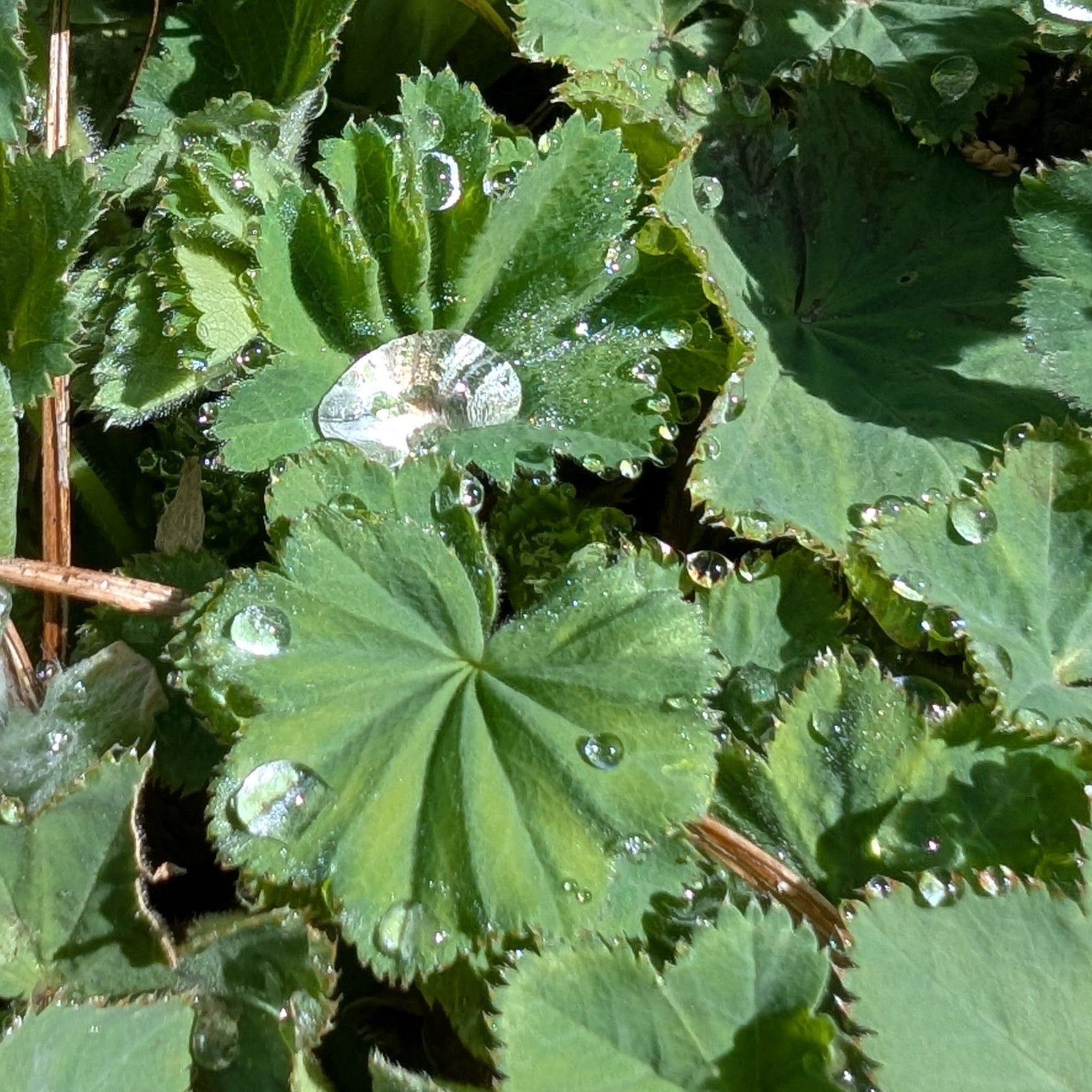 Alchemilla mollis tends to capture water droplets from dew. Image Credit: Chaz Morenz 2026
