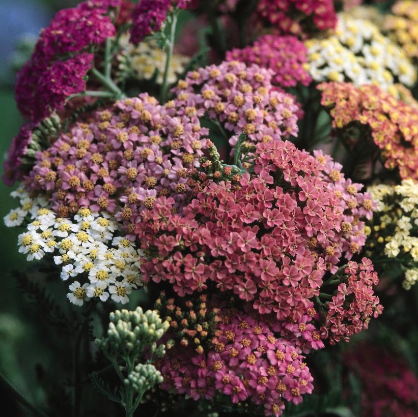 Achillea Summer Pastels Yarrow Image Credit: NVK Nurseries