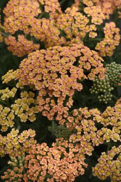 Achillea New Vintage Terracotta Yarrow image credit: Ball Horticulture