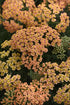 Achillea New Vintage Terracotta Yarrow image credit: Ball Horticulture