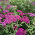 Achillea New Vintage Violet Yarrow image credit: Walters Gardens