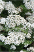 Achillea New Vintage White Yarrow image credit: Ball Horticulture
