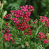 Achillea millefolium New Vintage Red Yarrow image credit: Walters Gardens