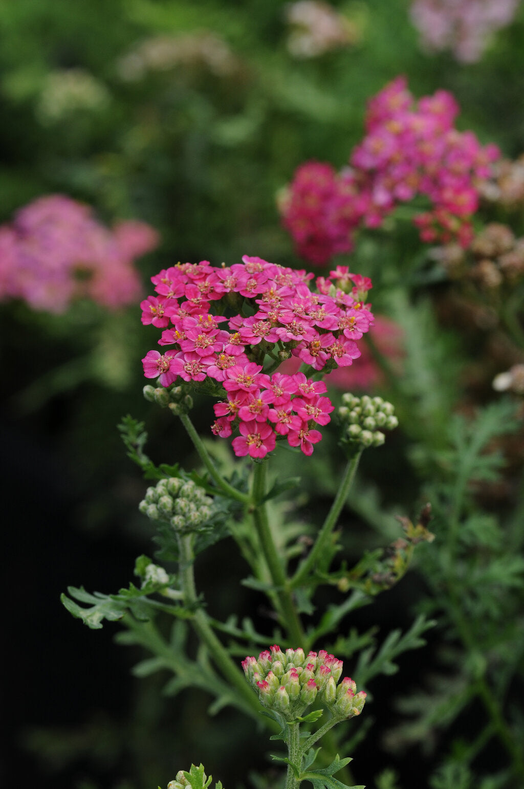 Achillea millefolium New Vintage Rose Yarrow image credit: Proven Winners