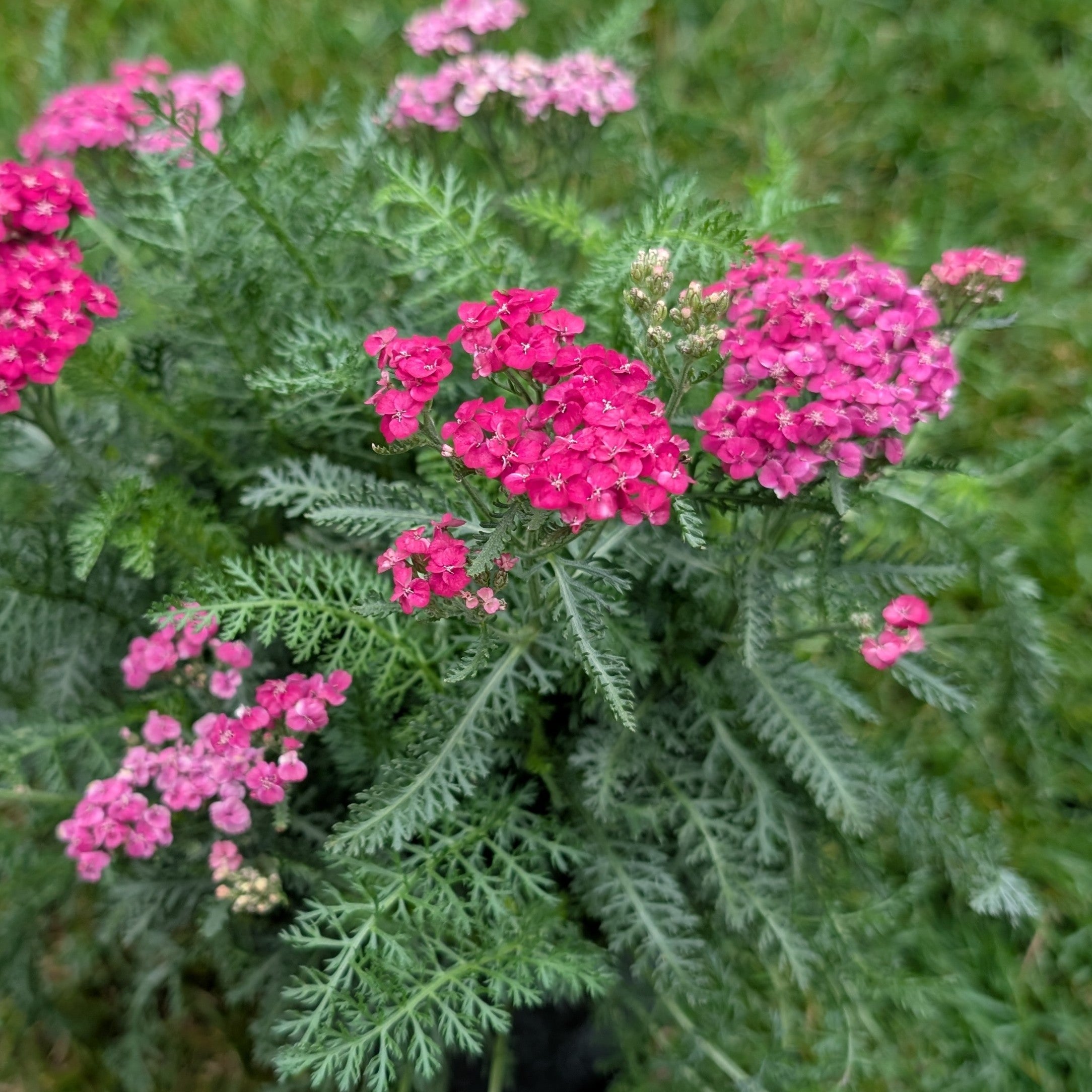 Achillea Saucy Seduction Yarrow Image Credit: Chaz Morenz 20250924