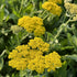 Achillea millefolium Moonshine Yarrow  Image Credit: Millgrove Perennials 