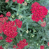 Achillea millefolium Sassy Summer Sangria Yarrow Image Credit: Millgrove Perennials