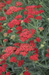 Achillea millefolium Sassy Summy Sangria Yarrow Image Credit: Proven Winners