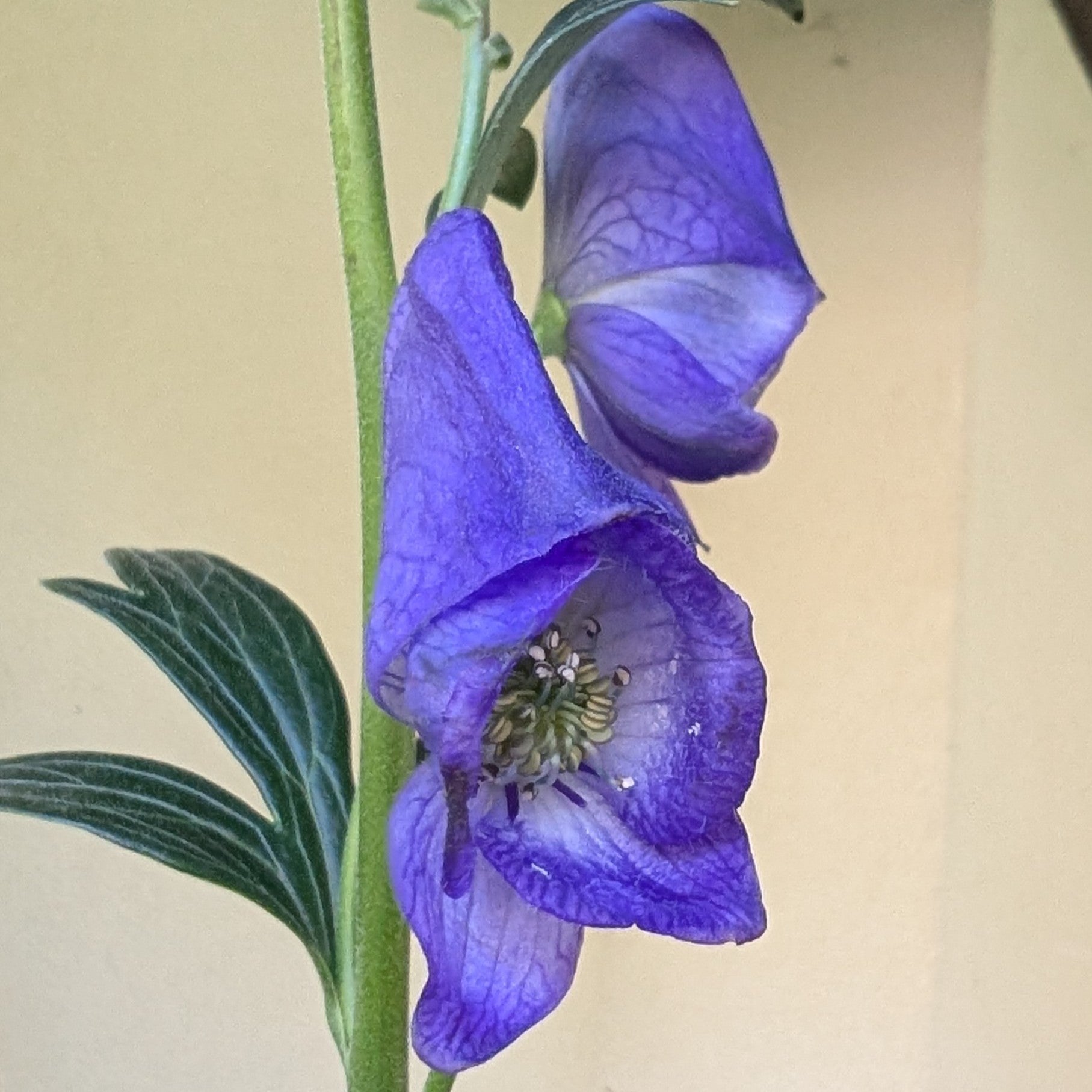 Aconitum Arendsii Monkshood Image Credit: Chaz Morenz 20250930