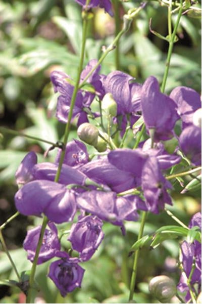 Aconitum cammarum Henry's Spark Monkshood Image Credit: Ball Horticulture