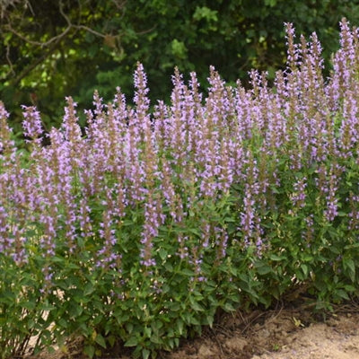 Agastache Blue Bayou Anise Hyssop image credit: Walters Gardens