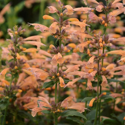 Agastache Mango Tango Anise Hyssop image credit: Walters Gardens