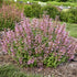 Agastache Pinky Pie Anise Hyssop image credit: Walters Gardens