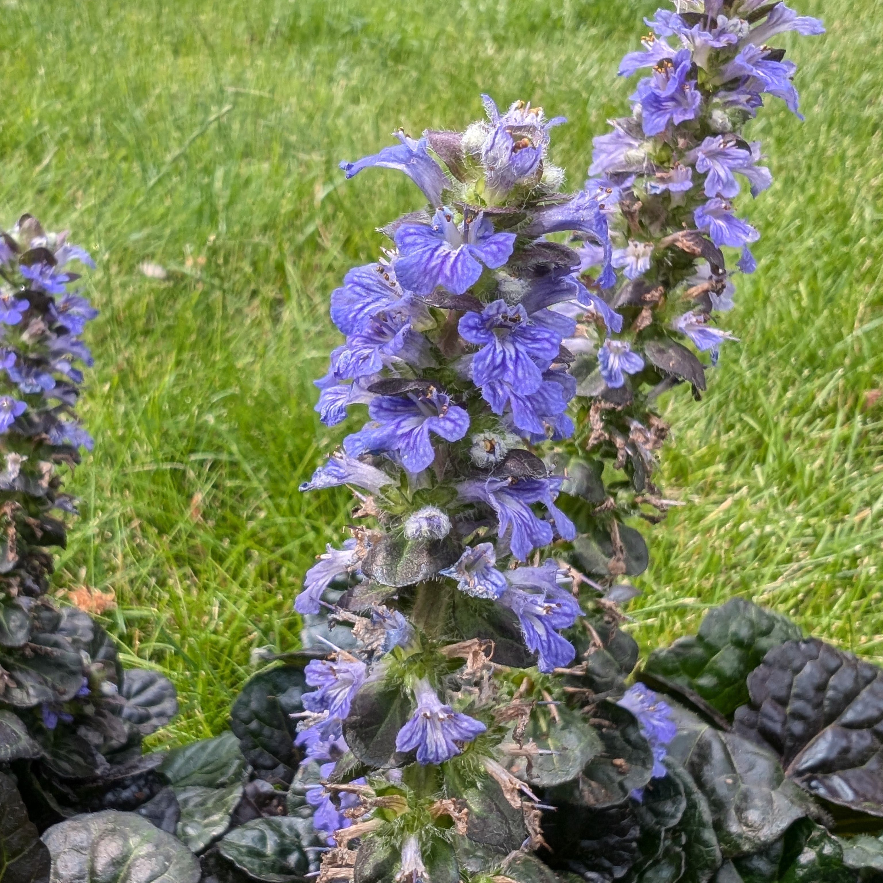 Ajuga reptans Black Scallop Bugleweed Flower Image Credit: Chaz Morenz 20240625