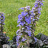 Ajuga reptans Black Scallop Bugleweed Flower Image Credit: Chaz Morenz 20240625