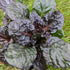 Ajuga reptans Black Scallop Bugleweed Image Credit: Chaz Morenz 20240625