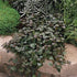 Ajuga reptans Bronze Beauty Bugleweed Image Credit: Ball Horticulture