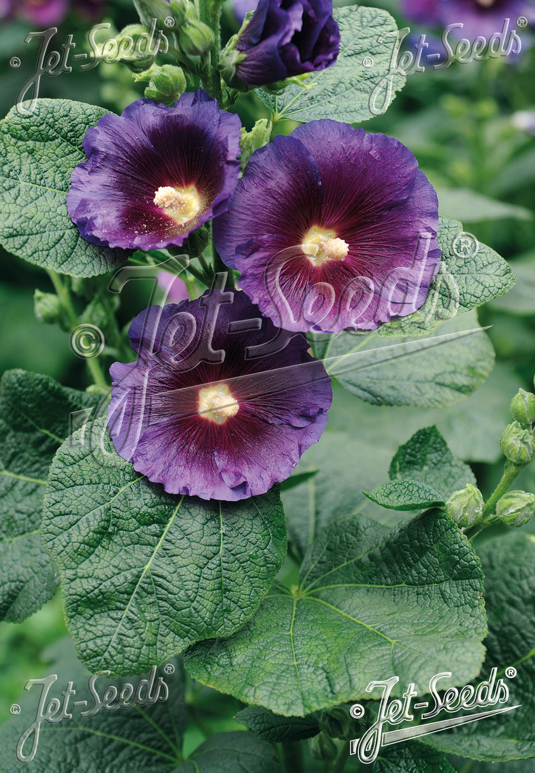 Alcea rosea Purple Rain Hollyhocks image credit: Jelitto Seed