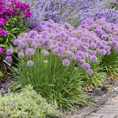 Allium Serendipity PW Ornamental Onion image credit: Walters Gardens